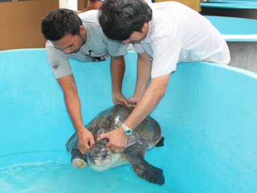 One of the severely damaged turtles arrives on Phuket yesterday