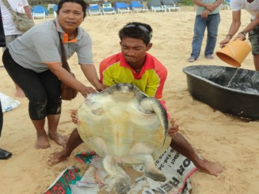 Locals tend to the tragic turtle on Phuket's Karon beach today