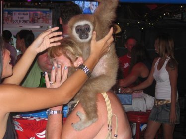 Wild Patong, 2004: A gibbon being used for photo opportunities
