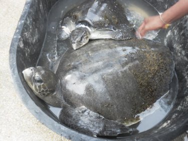 Two more Phuket turtles struggle for survival today and every day