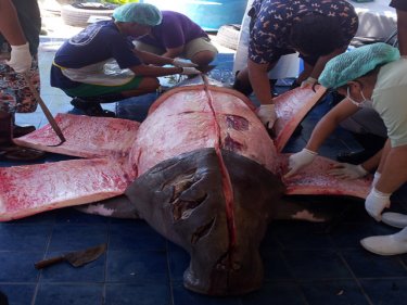 The team of Phuket biologists work on the dugong after its tragic death