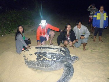 The leatherback giant settles on the beach north of Phuket early today