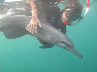 Wonderful image, but the young Phuket dolphin is now dead
