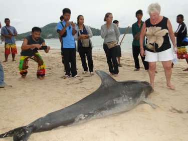 The dead dolphin is inspected by onlookers at Phuket's Bang Tao beach