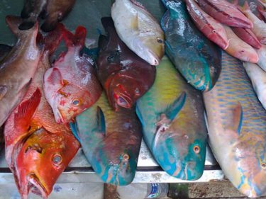 Catch 22 Phuket: Coral reef fish for sale at a local Phuket market today