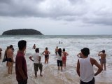 Three Dolphins Washed to Shore, Phuket Weather Remains Unsafe