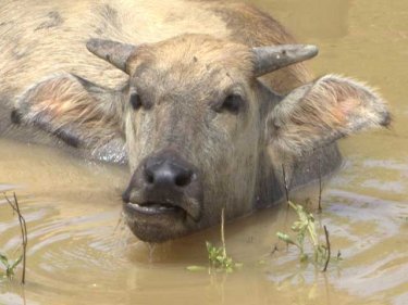 An impressionable young Phuket buffalo munches through the day