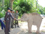 Phuket's Baby Elephant Stalk: Photo Special