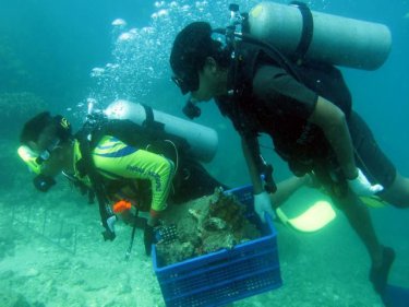 Divers carry removed coral back to the sandy spot to begin regrowth