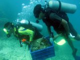 Dive Volunteers One Step Behind Vandals