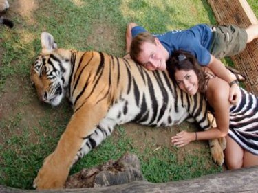 Stripes are in . . . tourists enjoy the Tiger Kingdom in Chiang Mai