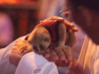 A slow loris being abused in Patong's Soi Bangla for the profit of touts