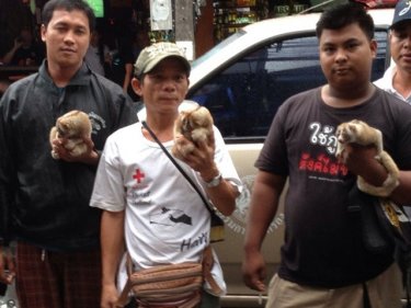 The three touts with the captive slow lorises in Patong last night