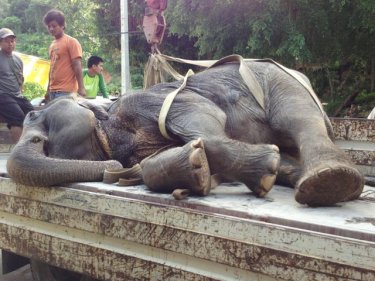 A sad day for trekking as a pioneer elephant dies on Phuket