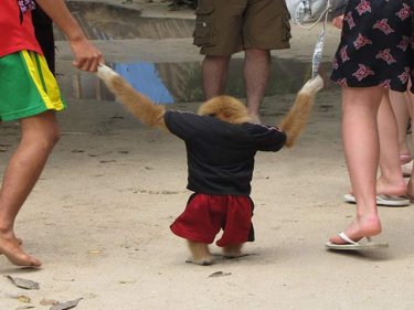 Dressed as a human, the gibbon photographed on Phi Phi recently
