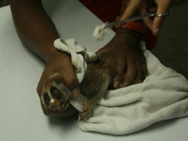 The injured slow loris is treated for its wounds on Phuket