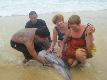 Tourists help as rescuers try to save the dolphin's life at Kata