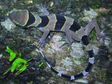 Nature Fights Back: New Species of Gecko Found on Phuket