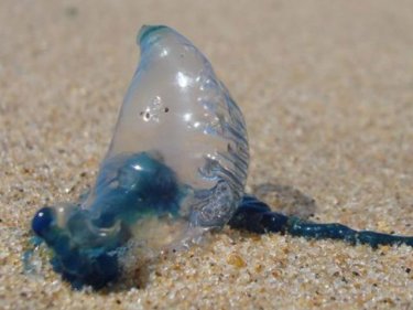 A bluebottle on a beach: splashing with seawater is the best sting treatment