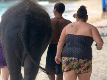 Elephants are popular with Phuket tourists despite concerns about cruelty