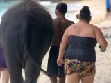 Smuggled Elephants a Hefty Weight on the Minds of Phuket Officials