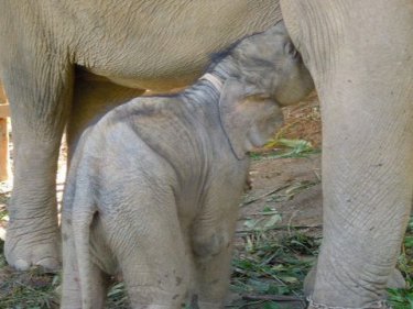 Phuket's newest arrival, an unnamed elephant born to a smuggled mother
