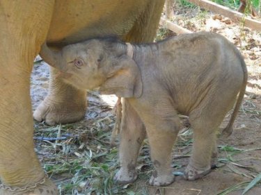 The baby elephant, born days ago on Phuket, and due to leave tonight