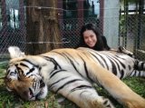 Aussie Tourist Mauled by Tiger at Phuket Park, Say Other Visitors
