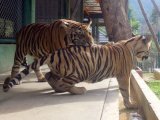 Phuket Tiger Attack:  Big Cats Enclosure Shuts at Tiger Kingdom After Mauling