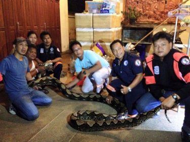 A giant python finds wriggle room with six helpers and a home owner