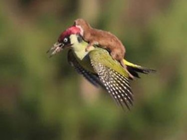 Going viral, British photographer Martin Le-May's extraordinary shot on Monday of a small weasel ambitious enough to aim to eat a woodpecker