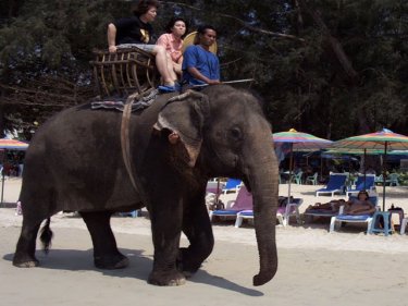 Riding an elephant on Phuket, where beach sunbeds are now banned