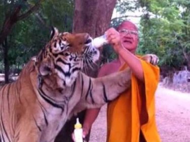 The abbot with a friendlier tiger: he's now out of ICU after being scratched