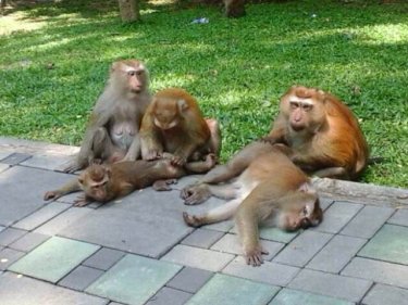 Macaques on the Phuket City hill today: an animal lover fears poachers