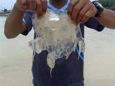 This box jellyfish, minus tentacles, is believed to have killed the woman