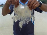Box Jellyfish Kills Tourist in Thailand