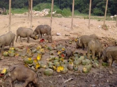 Wild boars near one of Phuket City's main roads are a hazard