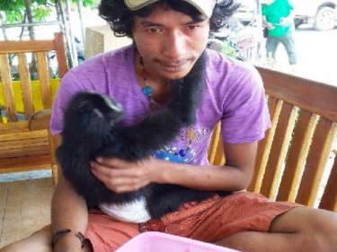 A gibbon tout arrested on Phi Phi: others operate on Phuket