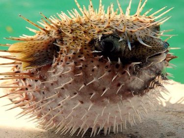 A puffer fish, one of several suspect biters that are more likely than a shark