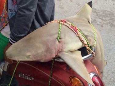A shark on the back of a motorcycle photographed by a Phuketwan reader in Kamala ''a few months ago.'' ''There are sharks around,'' the reader advised