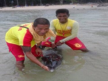 The small dolphin being reoriented by lifeguards on Phuket yesterday