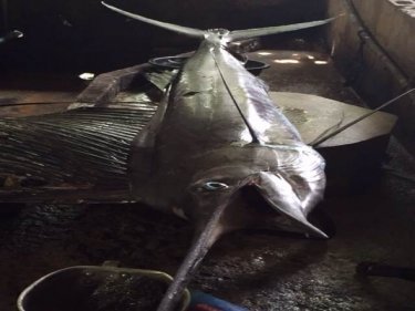 A 40 kilo marlin, caught by a Russian on his day off off fishing off Phuket 
