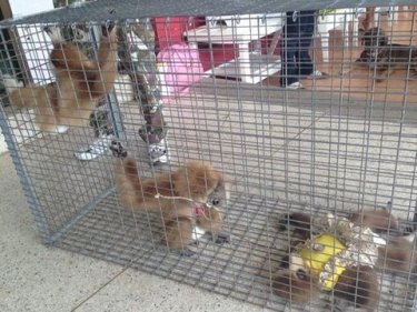Three protected gibbons rescued from Phi Phi touts will find new homes