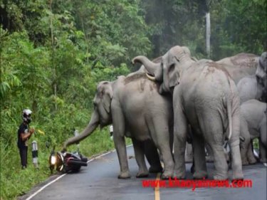 What could you do, except wai? The elephant herd confronts the rider