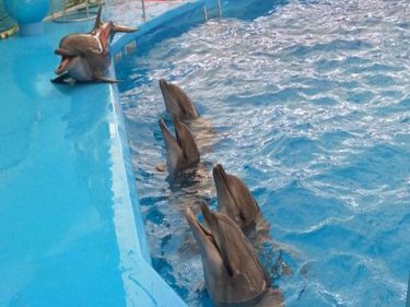Five dolphins are now on Phuket in readiness for the opening