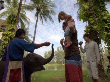 Lucky, the youngest elephant now entertaining children at the Sheraton Grande Laguna Phuket. Larger elephants swim with visitors on Bang Tao beach at the resort each day at 3.30pm