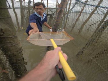 Jellyfish researcher Surasit Utsaha in a Phuket stake trap