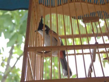 This red-whiskered bulbul's set to sing for her supper