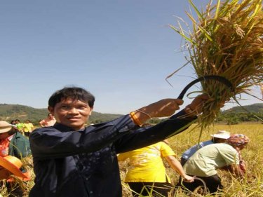The governor proves his skills in the rice field