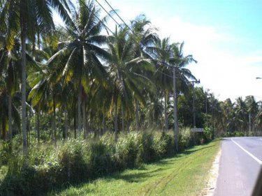 Several billboards along the road to Patong were removed in the first week of January.